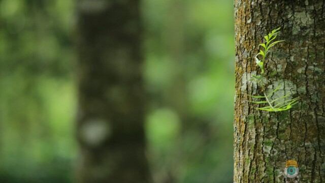Mossy tree trunk in green forest Close-up of mossy tree trunk in forest